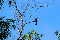 Black_drongo_3-scaled