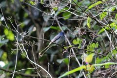 Black_naped_monarch_female-scaled