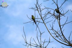 Blue_winged_parakeet_2-scaled