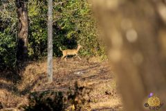 Chital_deer_or_spotted_deer_3-scaled