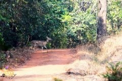 Chital_deer_or_spotted_deer_4-scaled