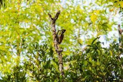 Common_flameback_female-scaled