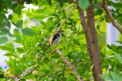 Common_tailorbird_3-scaled