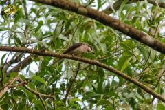 Common_woodshrike_1-scaled