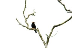 Commonhill_myna_1-scaled
