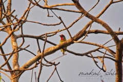 Coppersmith-barbet