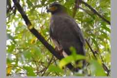 Crested-Serpent-Eagle