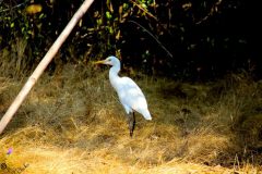 Egret-scaled