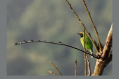 Golden-Fronted-Leafbird