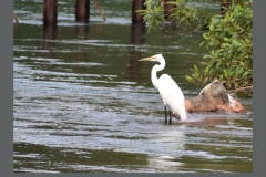 Great-Egret