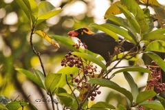 Hill-Myna