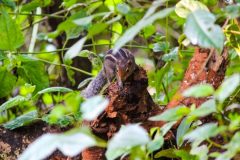 Indian_palm_squirrel-scaled