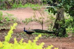 Indian_peafowl_peacock-scaled