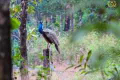 Indian_peafowl_peahen_1-scaled