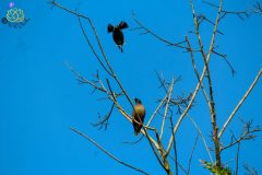 Jungle_myna-scaled