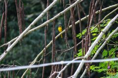 Long_tailed_minivet_1-scaled