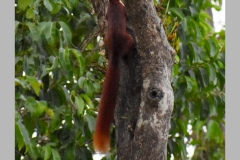 Malabar-Giant-Squirrel1