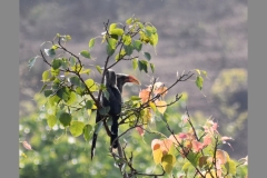 Malabar-Grey-Hornbill