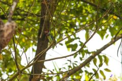 Malabar_barbet_2-scaled