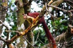 Malabar_gaint_squirrel_3-scaled