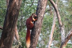 Malabar_gaint_squirrel_4-scaled