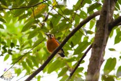 Orange_headed_thrush-scaled