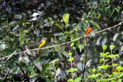 Orange_minivetmale-and-yellowfemale-scaled