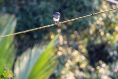 Oriental_magpie_robin_female_1-scaled