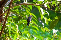 Pied_bush_chat-scaled