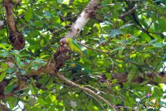 Plum_headed_parakeet_female_5-scaled
