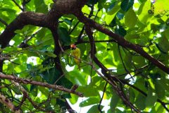 Plum_headed_parakeet_male_3-scaled