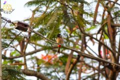 Red_vented_bulbul_1-scaled