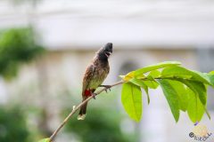 Red_vented_bulbul_11-scaled