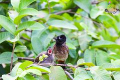 Red_vented_bulbul_2-scaled
