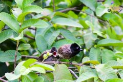 Red_vented_bulbul_3-1-scaled