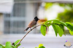 Red_vented_bulbul_6-scaled