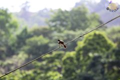 Red_whiskered_bulbul_2-scaled