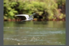 River-Tern