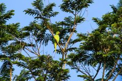 Rose_ringed_parakeet_female_2-scaled