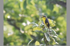 Scarlet-Minivet-Female1