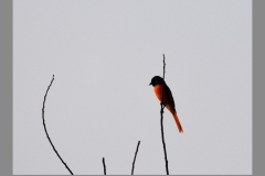 Scarlet-Minivet-Male