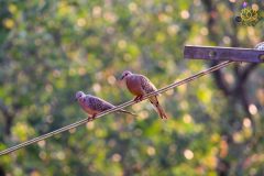 Spotted_dove_1-scaled