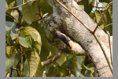 Velvel-Fronted-Nuthatch