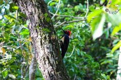 White_bellied_woodpecker_2-scaled