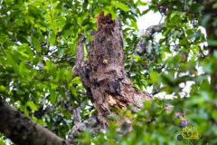 White_cheeked_barbet_5-scaled