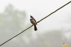 red_whiskered_bulbul_7-scaled
