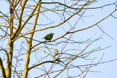 white_cheeked_barbet-scaled